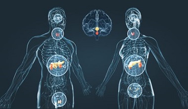 Clicca per accedere all'articolo Sistema Endocrino e Metabolismo